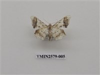 藏品(尺蛾89)的圖片